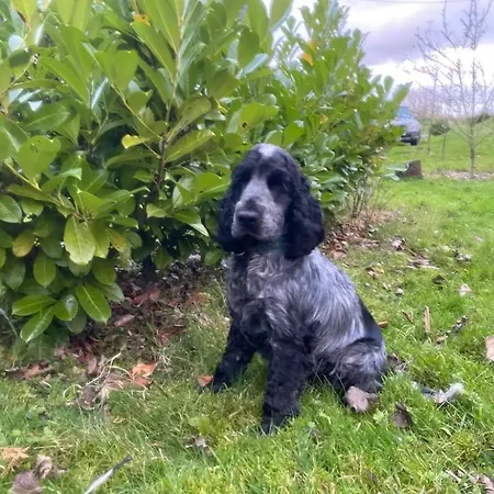 Horse Truck Tiny With Hot Tub 度假居 *