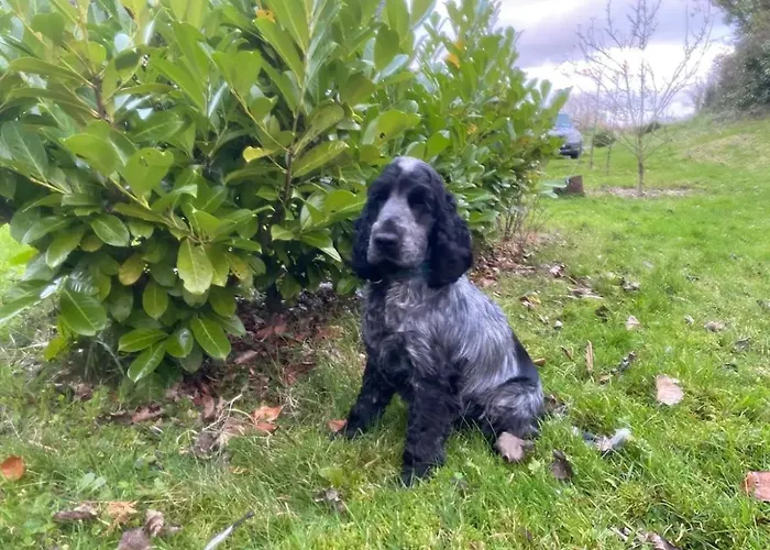 Horse Truck Tiny With Hot Tub Semesterbostad *