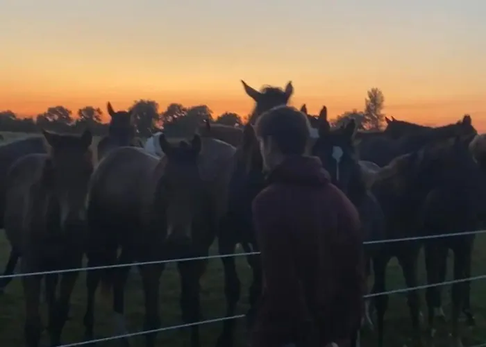 Horse Truck Tiny With Hot Tub